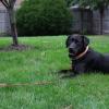 image:imageBV Dog Tie Out Cable 25 Feet  Heavy Duty Dog Lead Up to 250 Pounds  Reflective amp RustFree with Quick Release Swivel Clips amp 360 Rotating Clasp  TangleFree Dogs Runner for Yard Grey Single125lbs 30ft Red