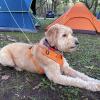 image:imageBV Dog Tie Out Cable 25 Feet  Heavy Duty Dog Lead Up to 250 Pounds  Reflective amp RustFree with Quick Release Swivel Clips amp 360 Rotating Clasp  TangleFree Dogs Runner for Yard Grey Single90lbs 25ft Silver