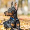 image:imageBV Dog Tie Out Cable 25 Feet  Heavy Duty Dog Lead Up to 250 Pounds  Reflective amp RustFree with Quick Release Swivel Clips amp 360 Rotating Clasp  TangleFree Dogs Runner for Yard Grey Single125lbs 30ft Red