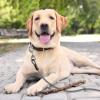 image:imageBV Dog Tie Out Cable 25 Feet  Heavy Duty Dog Lead Up to 250 Pounds  Reflective amp RustFree with Quick Release Swivel Clips amp 360 Rotating Clasp  TangleFree Dogs Runner for Yard Grey Single250lbs 25ft Grey